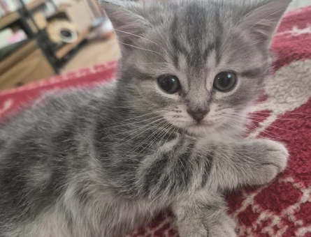 British kedi 2 Aylık Yuva Arıyor - 4363