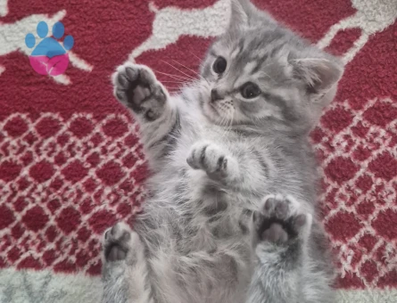 British kedi 2 Aylık Yuva Arıyor