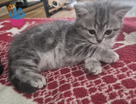 British kedi 2 Aylık Yuva Arıyor