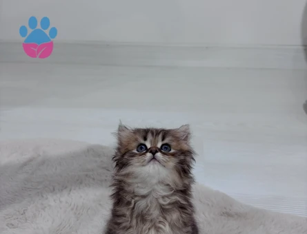 British long ve short hair