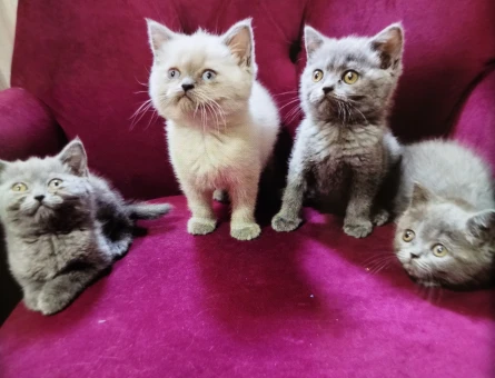 İzmir Safkan British Sorthair yavrular