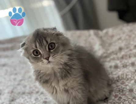 Kedi