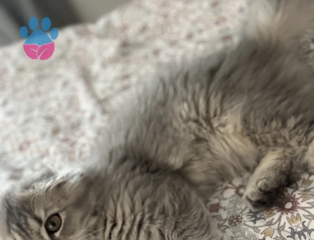 Kedi