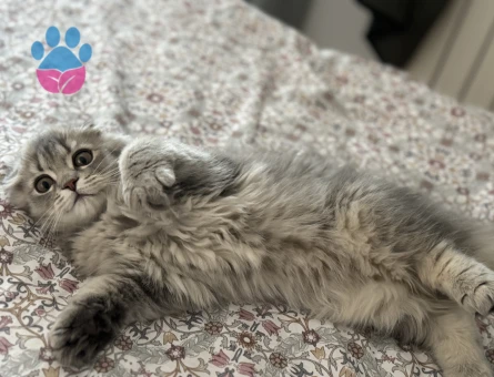 Kedi