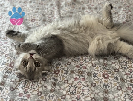 Kedi