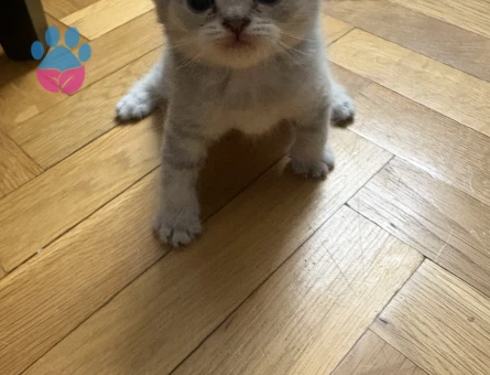British Shorthair Dişi Yuva Arıyor