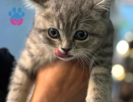 3 Aylık British Shorthair Yuva Arıyor