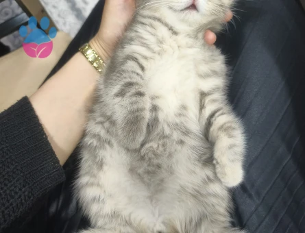 3 Aylık British Shorthair Yuva Arıyor