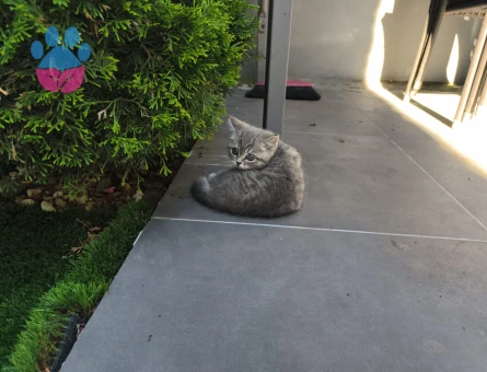 3 Aylık British Shorthair Yuva Arıyor