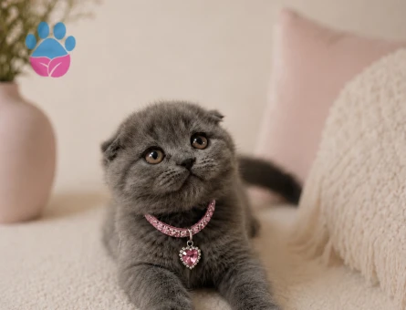 Gri Scottish Fold Dişi Yavrumuz