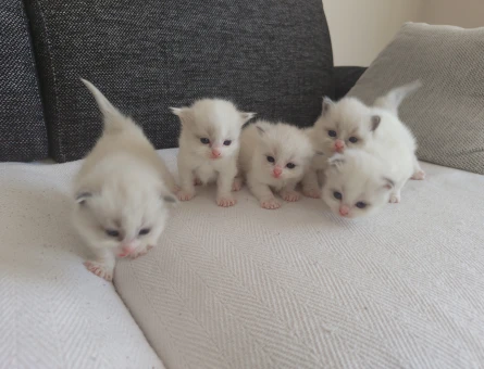 RAGDOLL SAFKAN TESLİME HAZIR - 4801