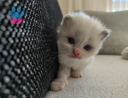 RAGDOLL SAFKAN TESLİME HAZIR