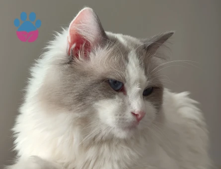 RAGDOLL SAFKAN TESLİME HAZIR