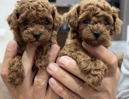 Orjinal Mini Irk Toy Poodle  Yavrular - 5832