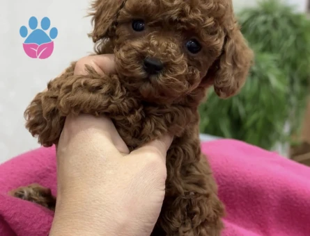 Orjinal Mini Irk Toy Poodle  Yavrular