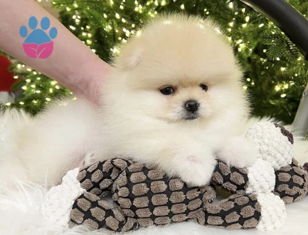 Boo Pomeranian Ayıcık Surat Bol Tüylü Bebekler - 5833