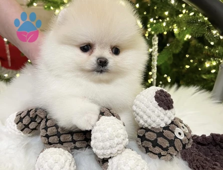 Boo Pomeranian Ayıcık Surat Bol Tüylü Bebekler