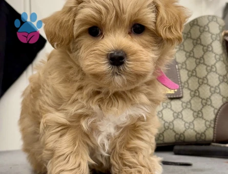 Maltipoo Irkının En Güzel Bebekleri - 5834