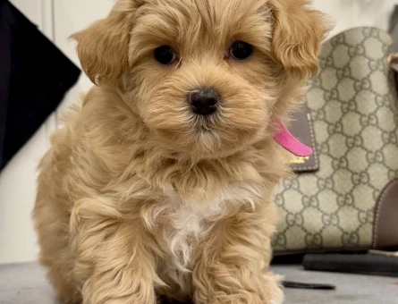 Maltipoo Irkının En Güzel Bebekleri - 5834
