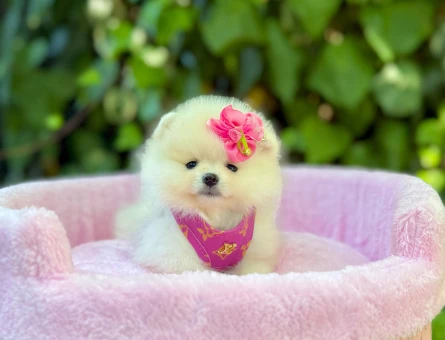 Ayıcık Surat Sevimli Pomeranian Yavrular - 5836