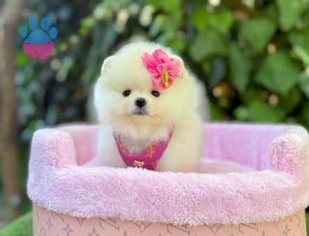 Ayıcık Surat Sevimli Pomeranian Yavrular