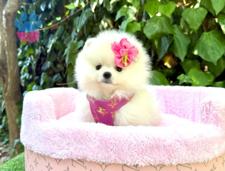 Ayıcık Surat Sevimli Pomeranian Yavrular
