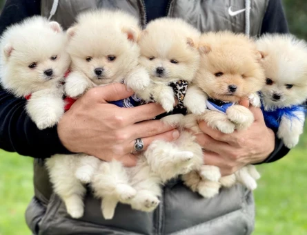 Boo Pomeranian Teddy Bear Yavrularımız Ayı Surat - 5839