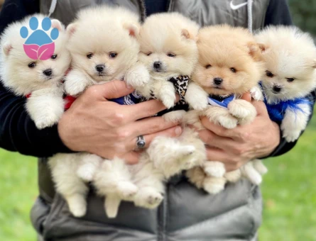 Boo Pomeranian Teddy Bear Yavrularımız Ayı Surat