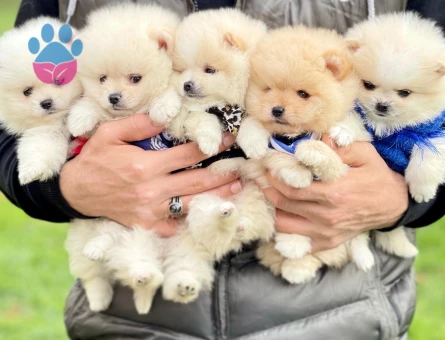 Boo Pomeranian Teddy Bear Yavrularımız Ayı Surat