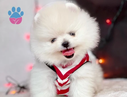 Ayıcık Surat Pomeranian Boo En Mini Boy Yavrularımız - 5840