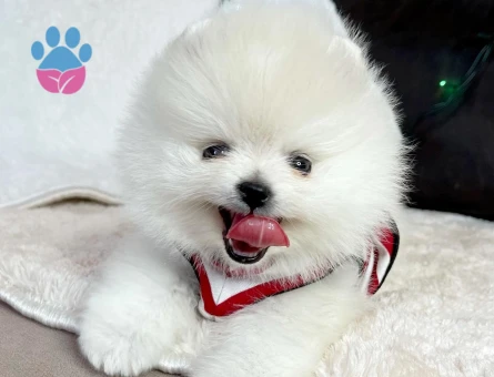 Ayıcık Surat Pomeranian Boo En Mini Boy Yavrularımız