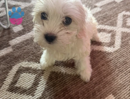 Maltipoo Evcil köpeğimi satıyorum - 5841
