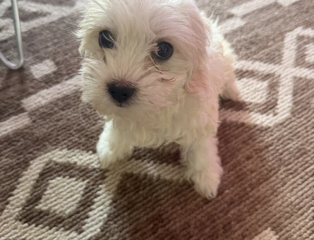 Maltipoo Evcil köpeğimi satıyorum - 5841