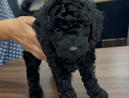 Toy Poodle Yavrular - 5843