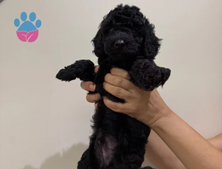 Toy Poodle Yavrular