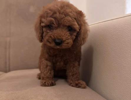 toy poodle yavrularım sağlı ve ırk garantilidir - 5848