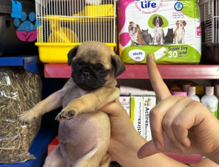 pug yavrum sağlık ve ırk garantilidir - 5849