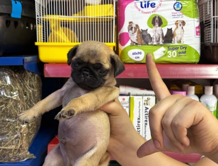 pug yavrum sağlık ve ırk garantilidir - 5849