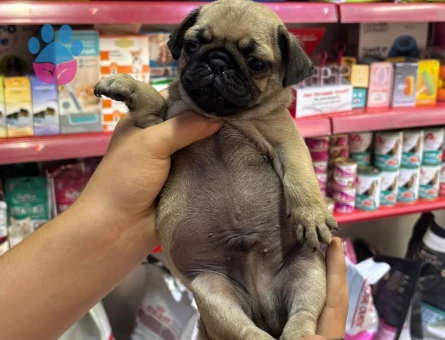 pug yavrum sağlık ve ırk garantilidir
