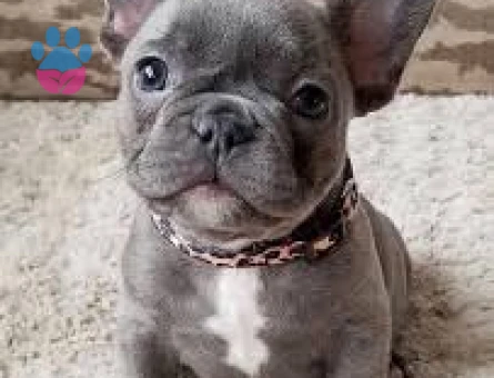 french buldog yavrularım sağlık ve ır garantilidir