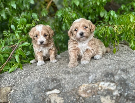maltipoo yavrularım sağlık ve ırk garantilidir - 5852