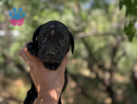 CANE CORSO YAVRULARIM SAĞLIK VE IRK GARANTİLİ - 5857