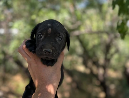 CANE CORSO YAVRULARIM SAĞLIK VE IRK GARANTİLİ - 5857