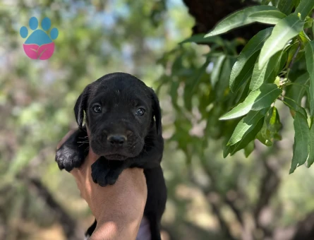 CANE CORSO YAVRULARIM SAĞLIK VE IRK GARANTİLİ
