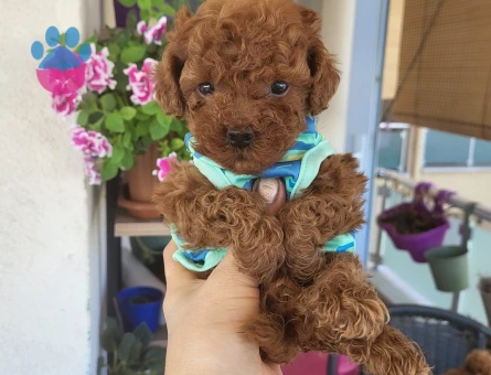 Korekan POODLE mükemmel güzellikte