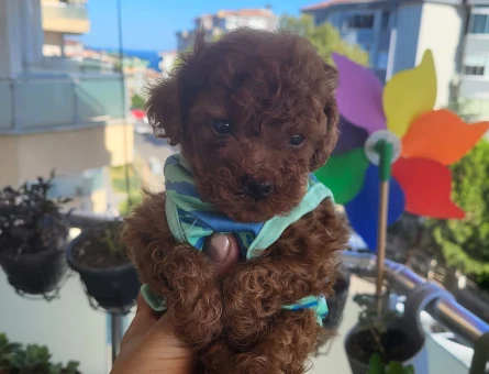 Korekan POODLE mükemmel güzellikte - 5861