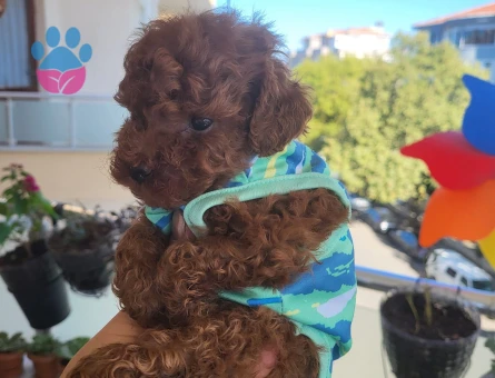 Korekan POODLE mükemmel güzellikte