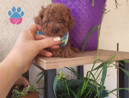 Korekan POODLE mükemmel güzellikte