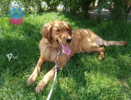 Erkeklerin Golden