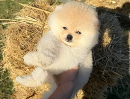 Yavru Pomeranian Boolarımız - 5865